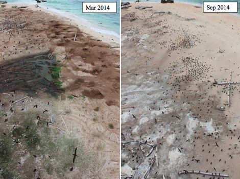 Photos taken from the lighthouse tower show the extent of habitation loss in just 6 months (Image: Ian Gynther)